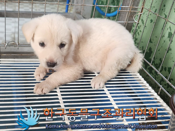 한국동물구조관리협회_441406202301183