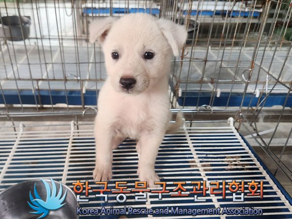 한국동물구조관리협회_441406202301184