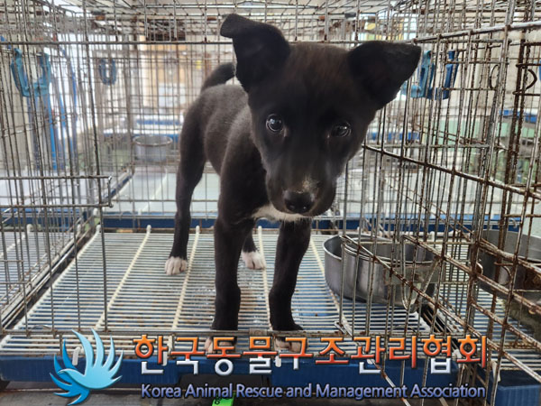 한국동물구조관리협회_411318202300330