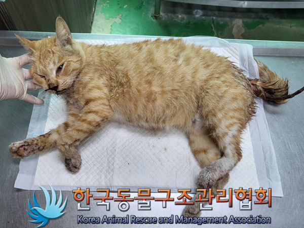 한국동물구조관리협회_411317202300230