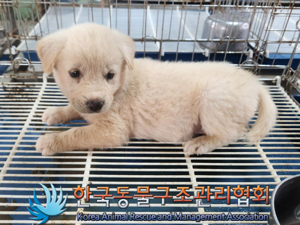 한국동물구조관리협회_441406202301180
