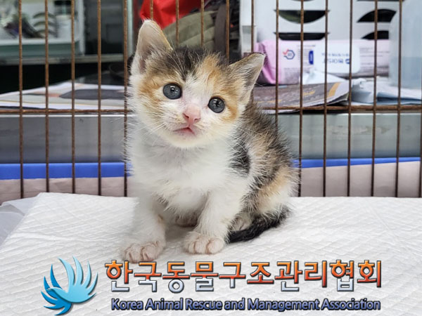 한국동물구조관리협회_411317202300231