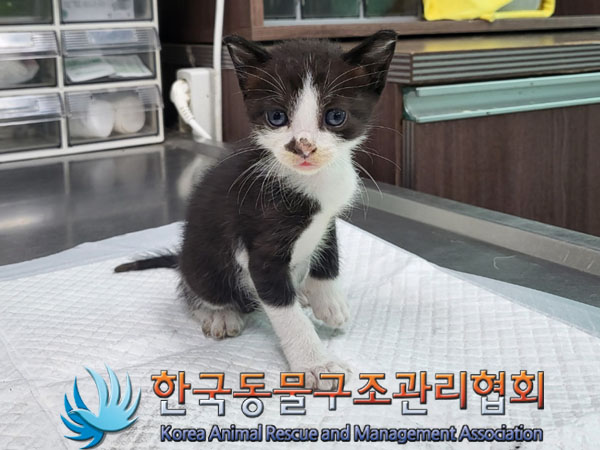 한국동물구조관리협회_441560202301011