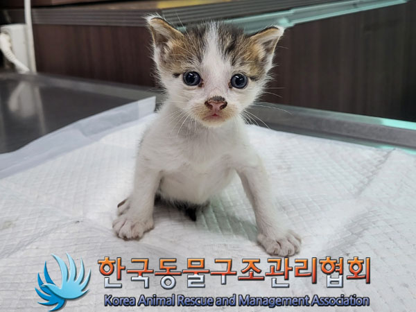 한국동물구조관리협회_441560202301010