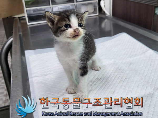 한국동물구조관리협회_441560202301013