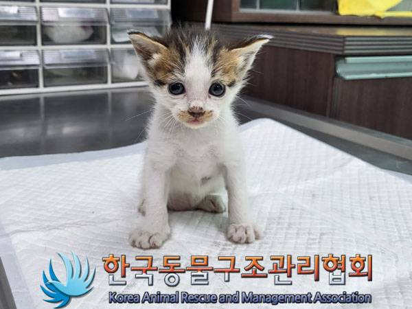 한국동물구조관리협회_441560202301012