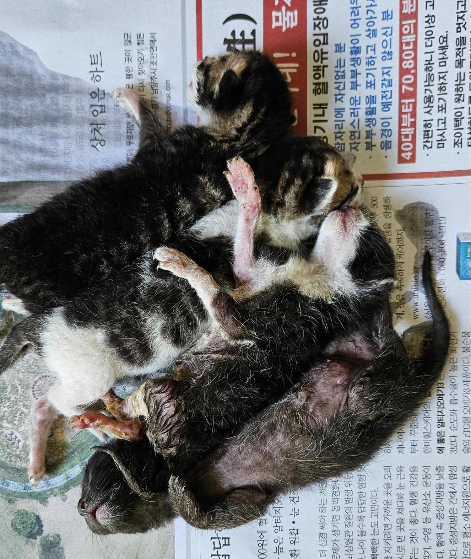 대구유기동물보호협회_427344202300266