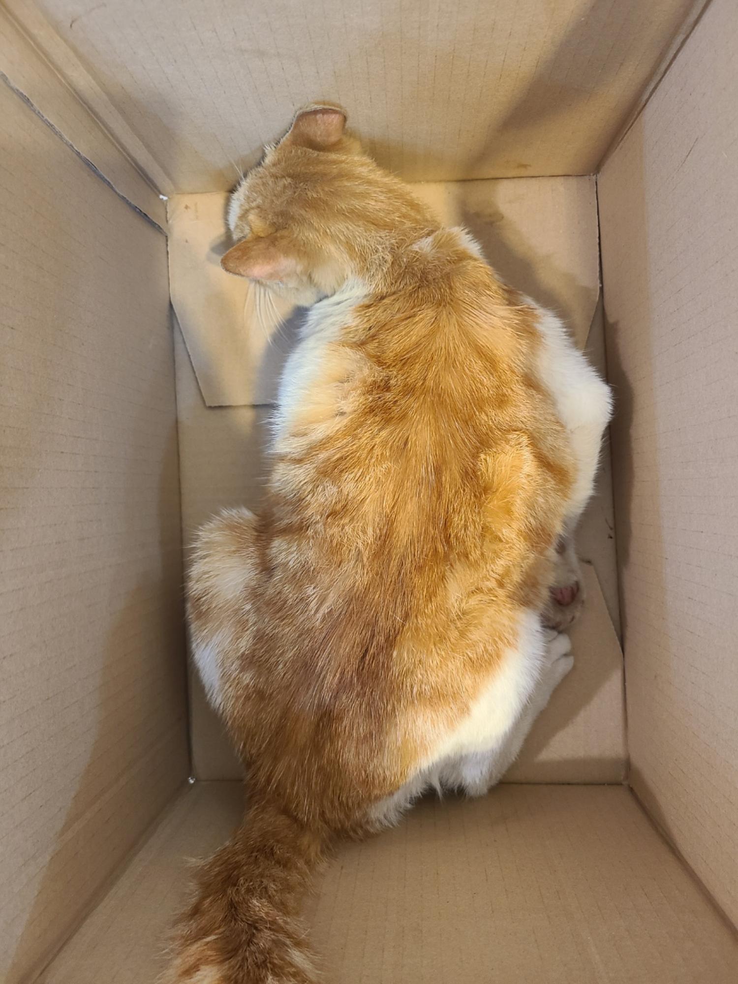 예스동물병원_427346202300994