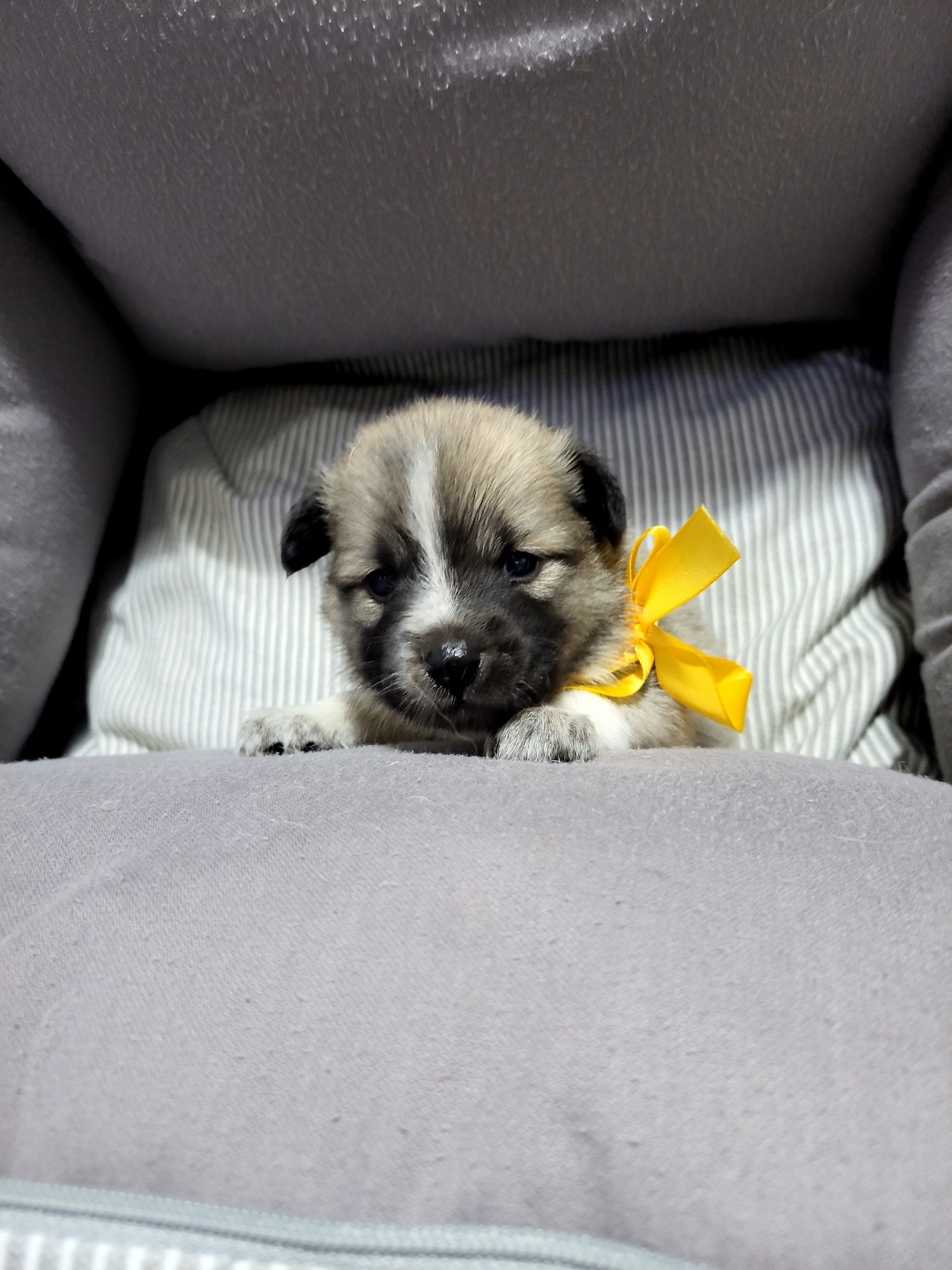 하남동물병원_441404202300470