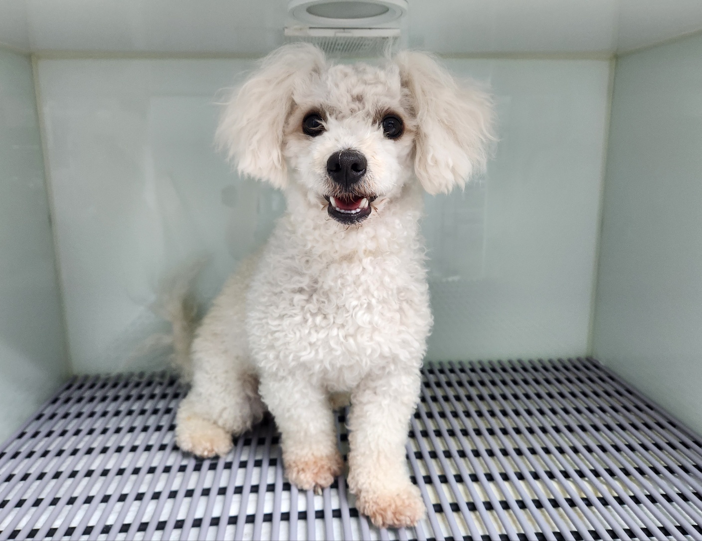 광주TNR동물병원송정_441554202301327