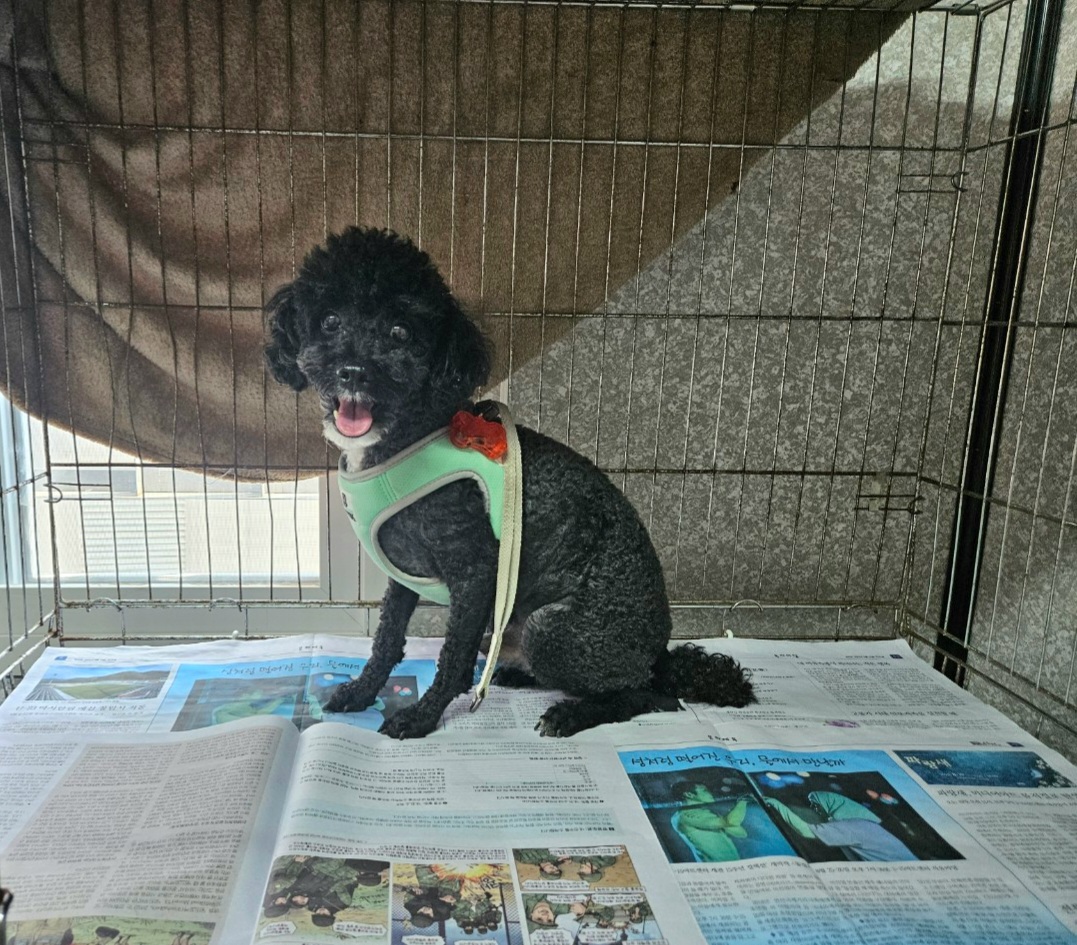 창원유기동물보호소_448567202301016