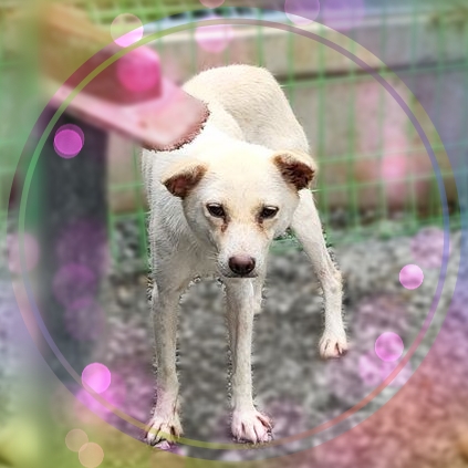 군산유기동물보호센터_445467202301707