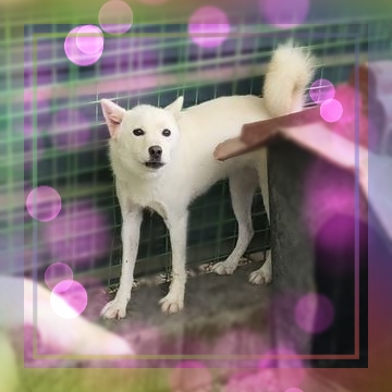군산유기동물보호센터_445467202301715