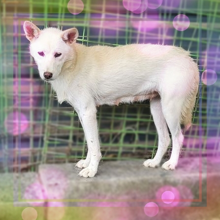 군산유기동물보호센터_445467202301714