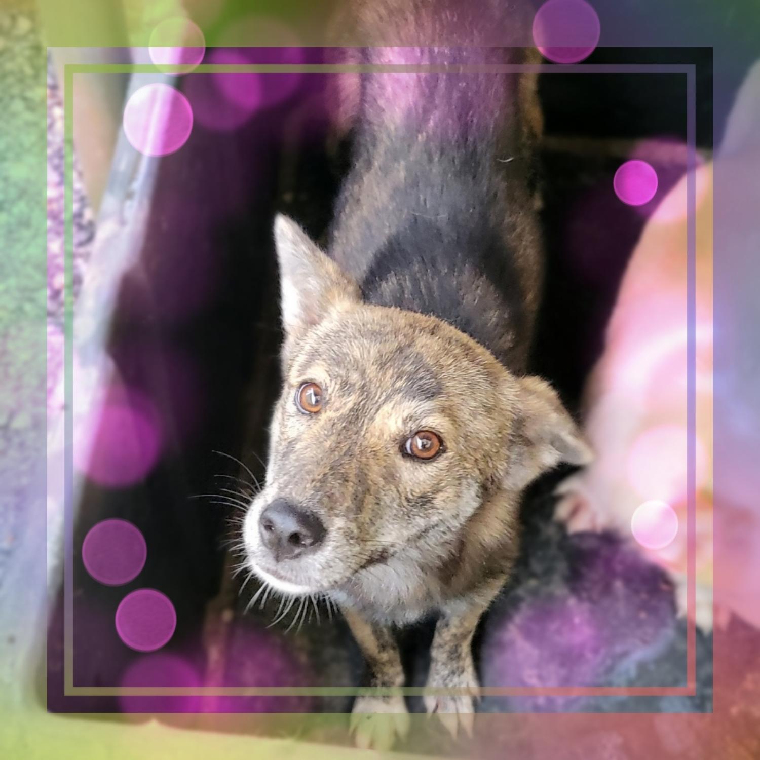 보호중 믹스견의 가…