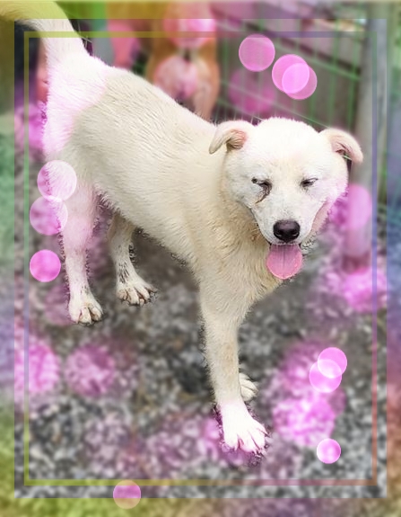 군산유기동물보호센터_445467202301711