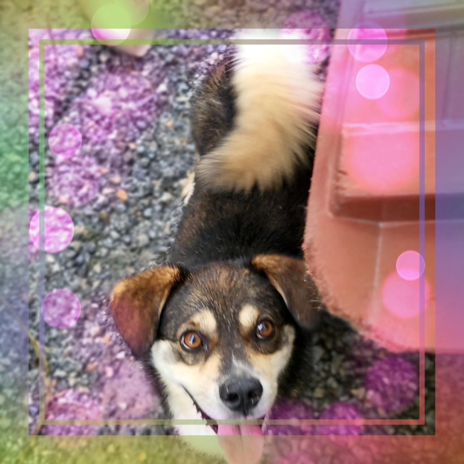 보호중 믹스견의 가…