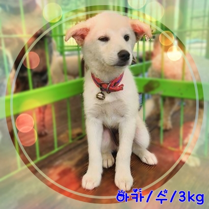 군산유기동물보호센터_445467202301755