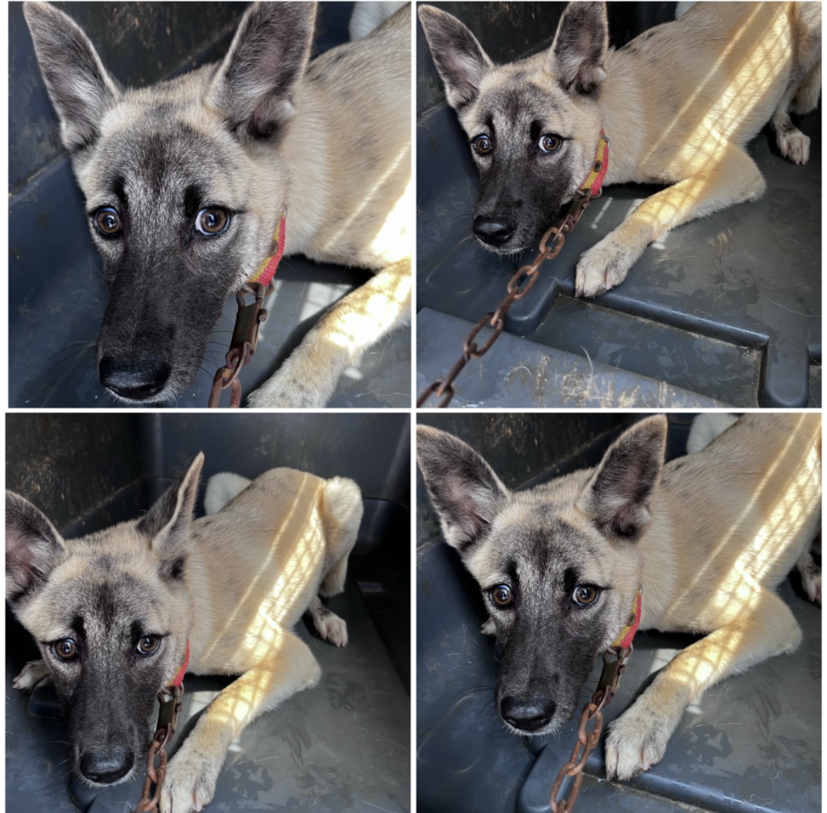 천안시유기동물보호소_444449202301844