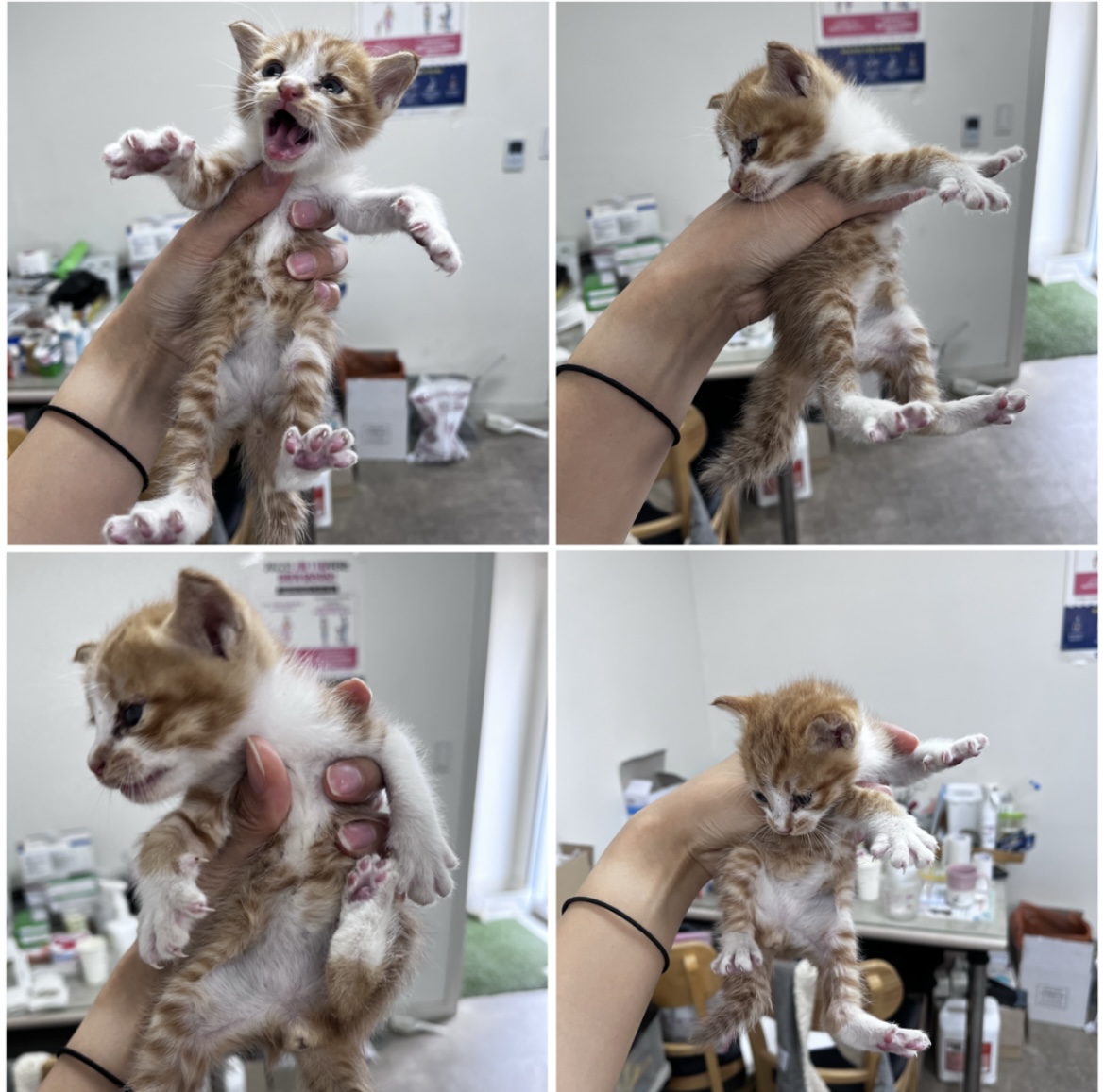 천안시유기동물보호소_444449202301843