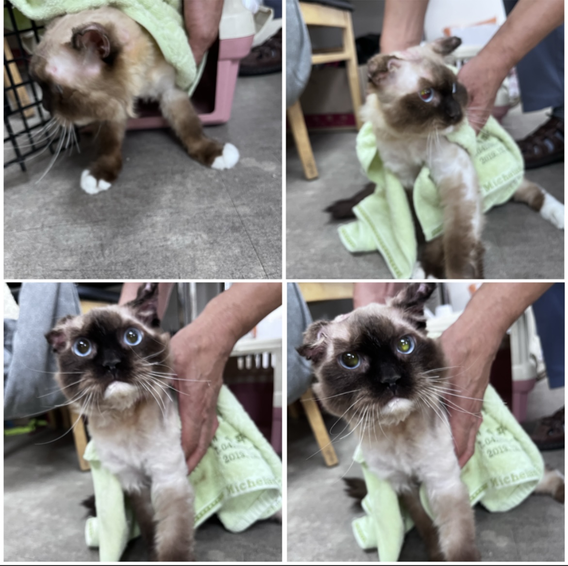 천안시유기동물보호소_444449202301841