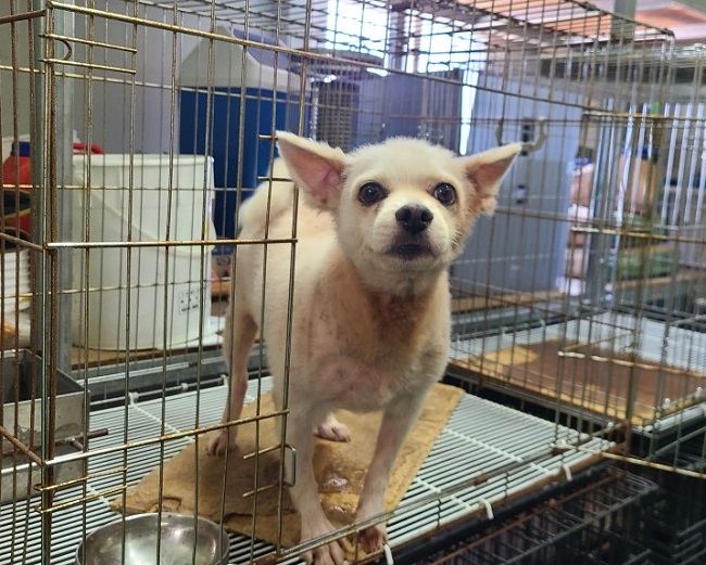 진해유기동물보호소_448532202300511