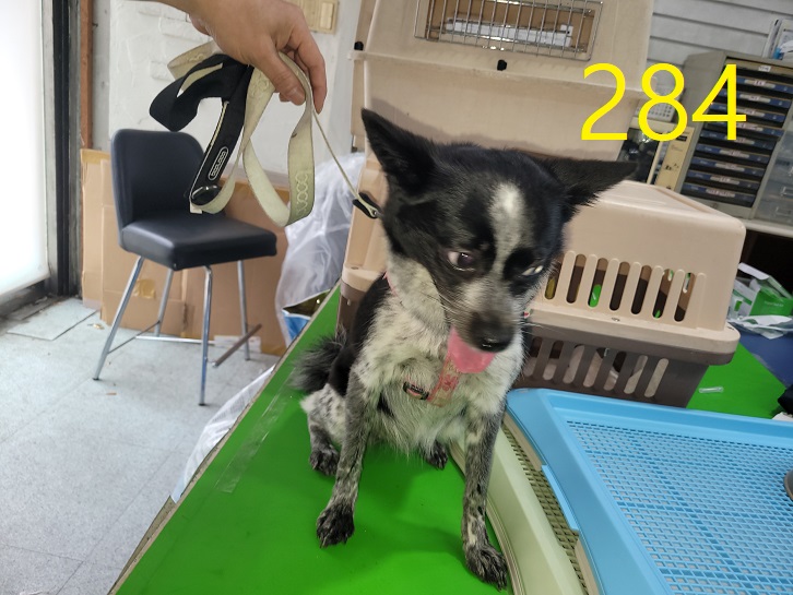 신영재동물병원_428355202300465