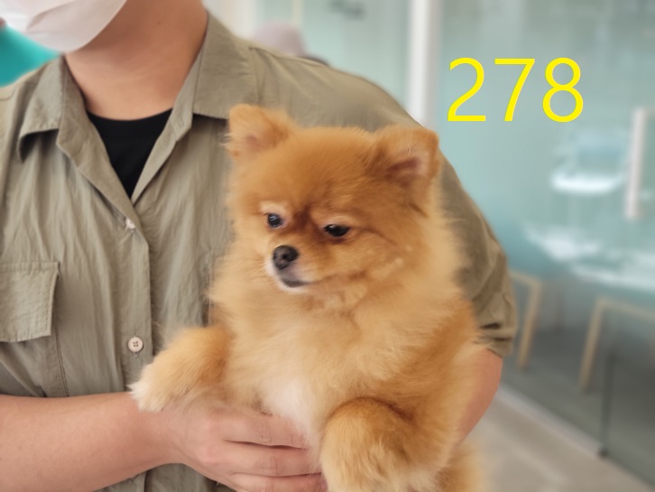 신영재동물병원_428355202300459