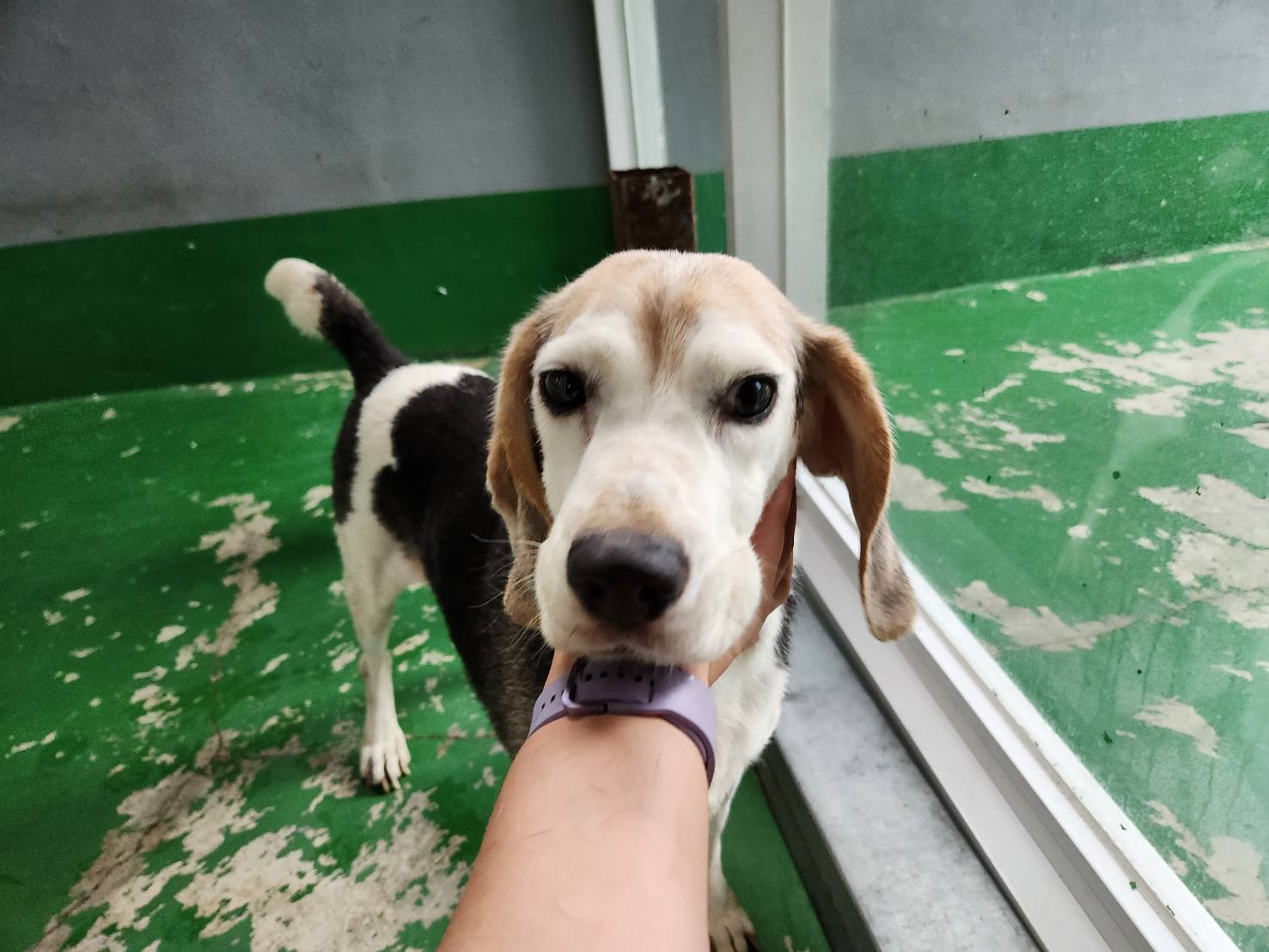 한국야생동물보호협회_441402202300390