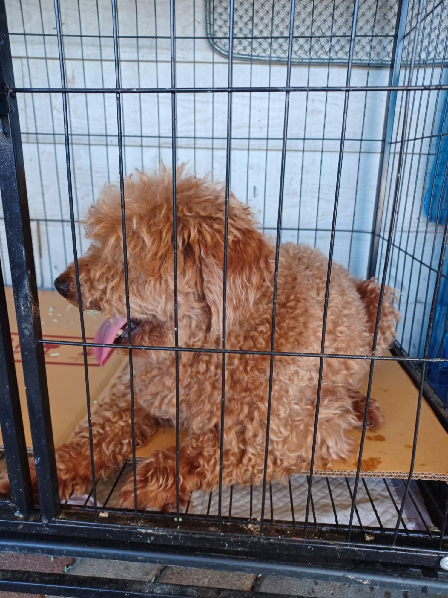 인제군유기동물보호소_442433202300212