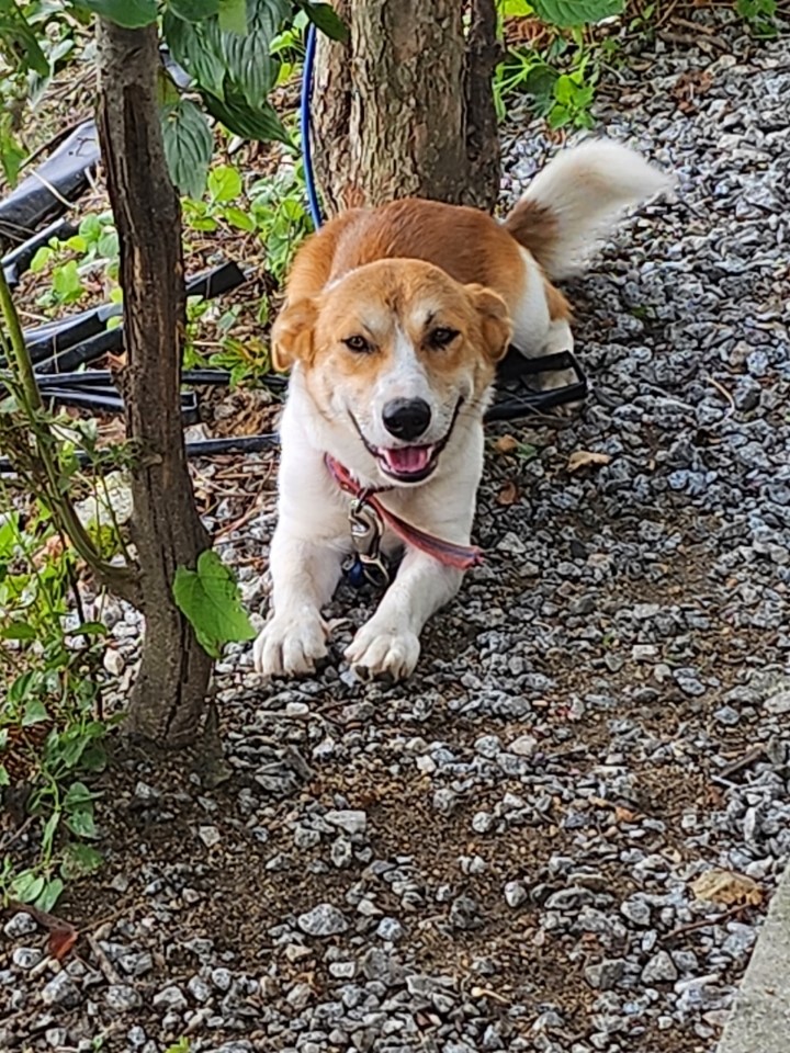영주시 동물보호센터_447509202300189