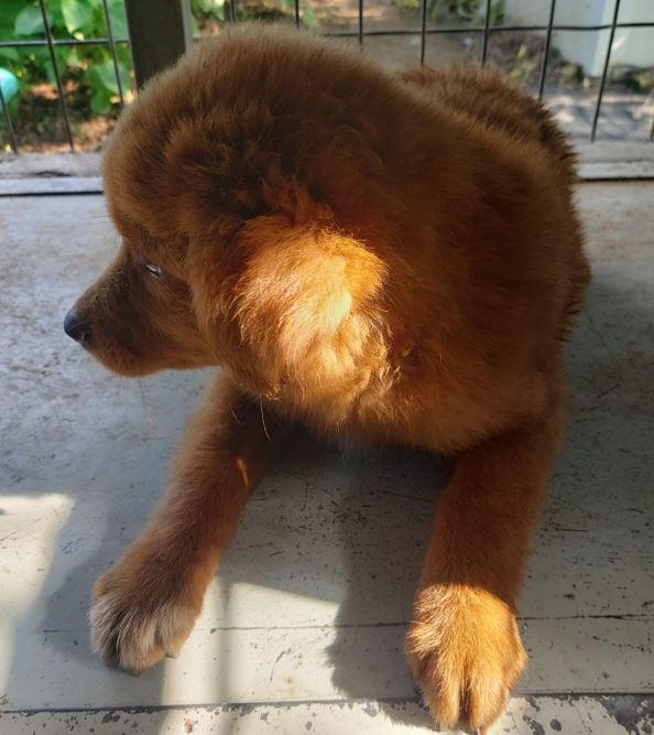 보령시유기동물보호소_444451202300752