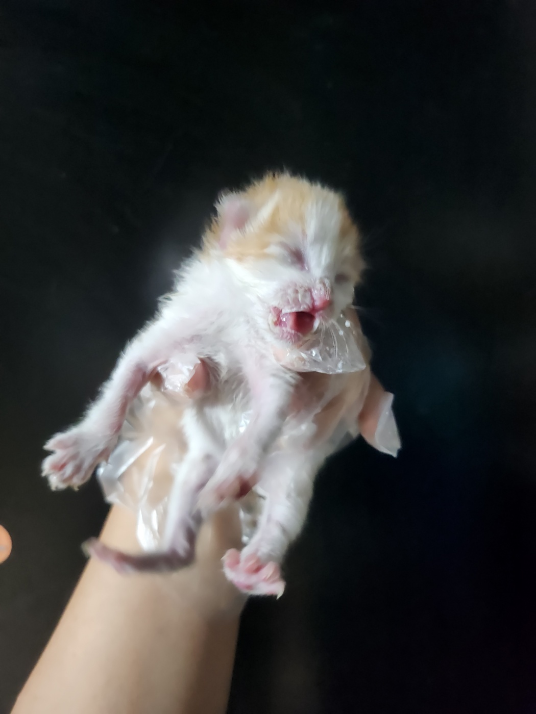 울산유기동물보호센터_431372202300441