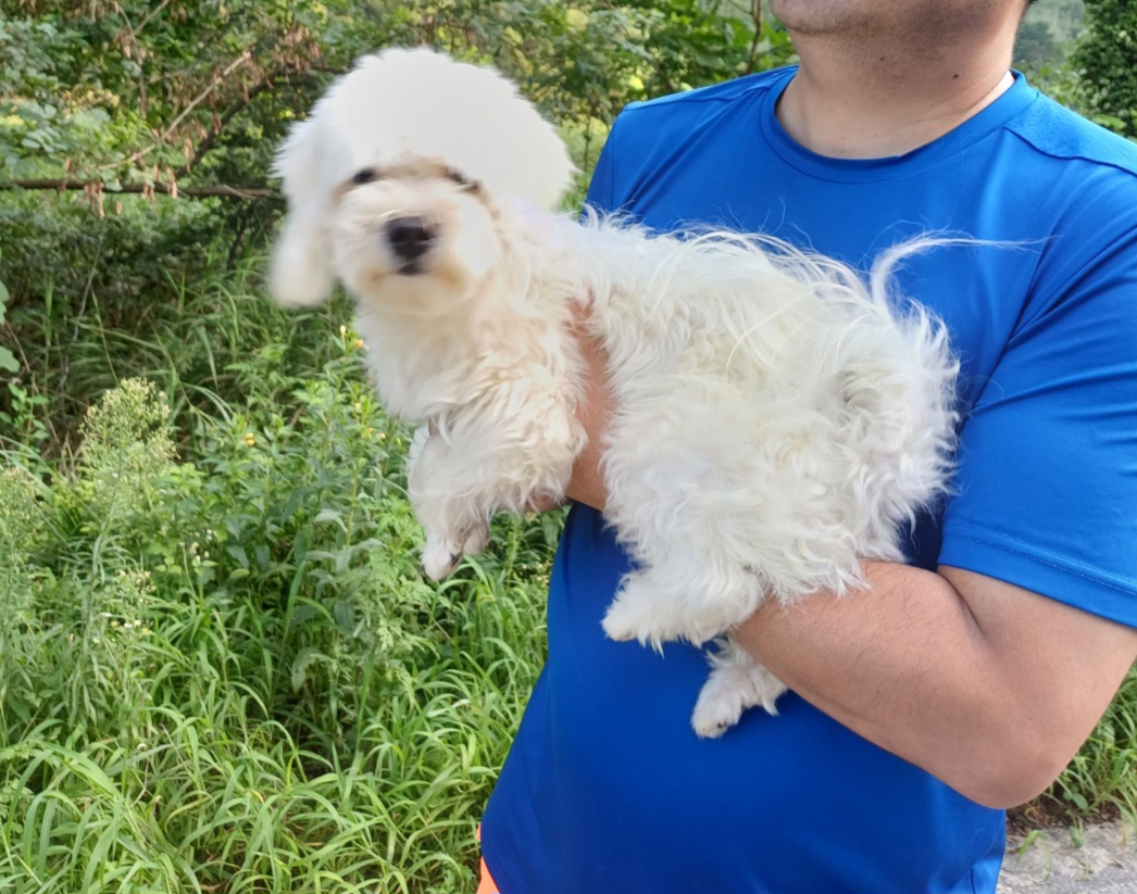 유기견임시보호소_442434202300412