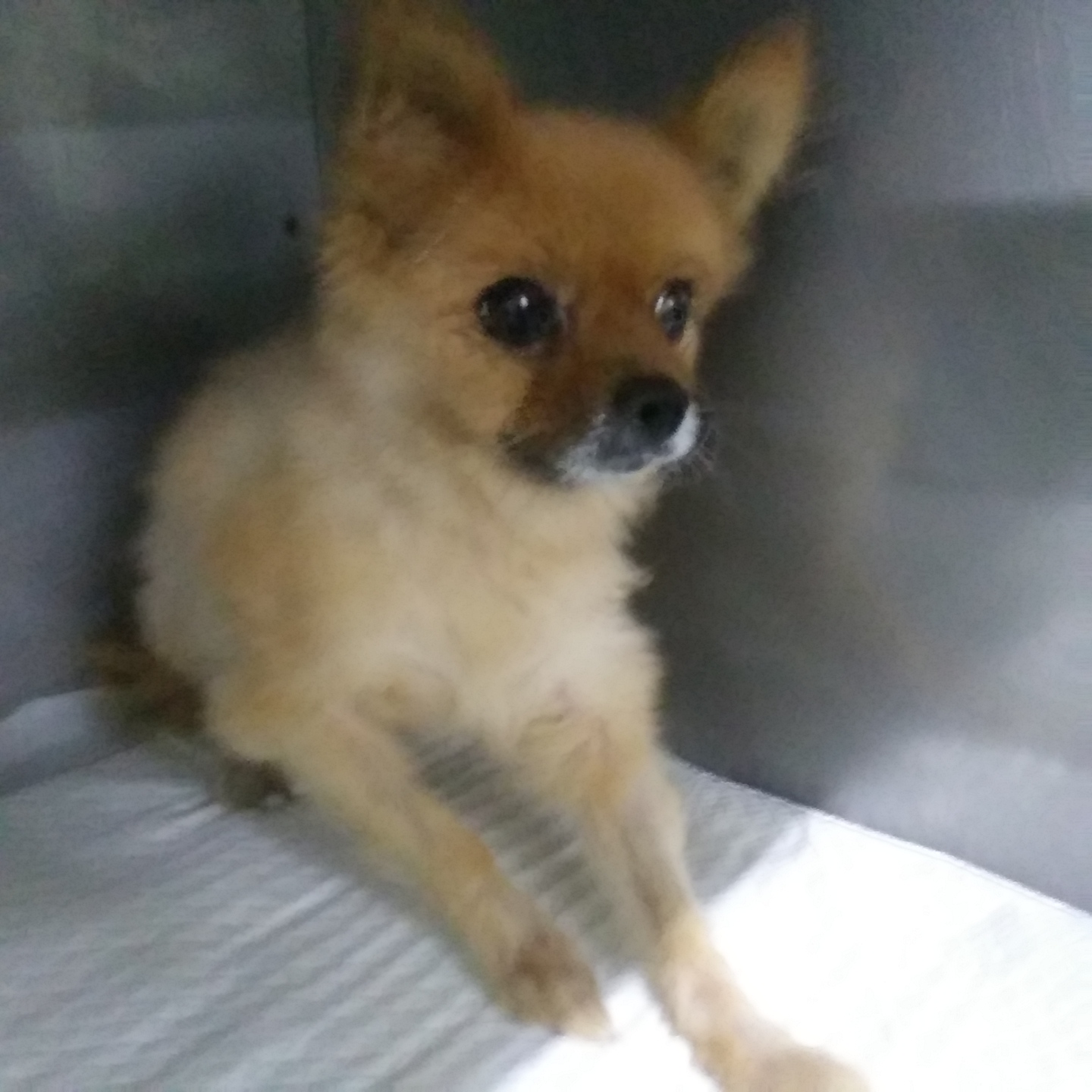인천광역시수의사회_428353202300938
