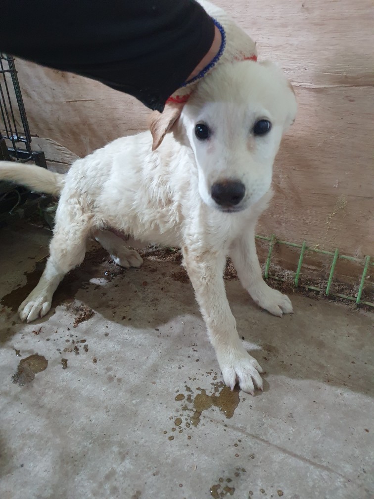 고령군 임시보호소_447520202300306