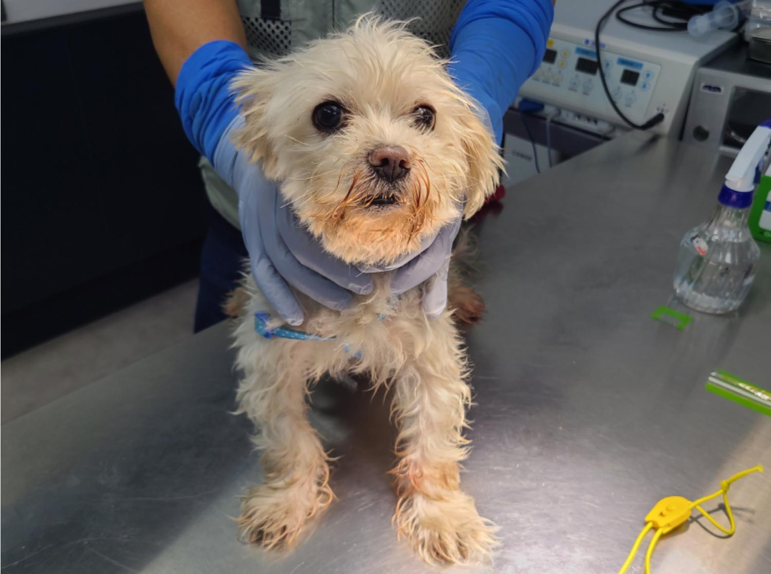 시흥동물누리보호센터_441401202301220