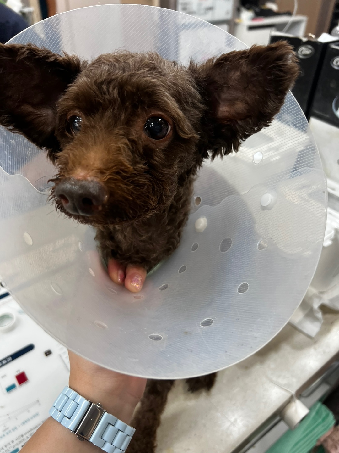 24시아이동물메디컬_441386202301013