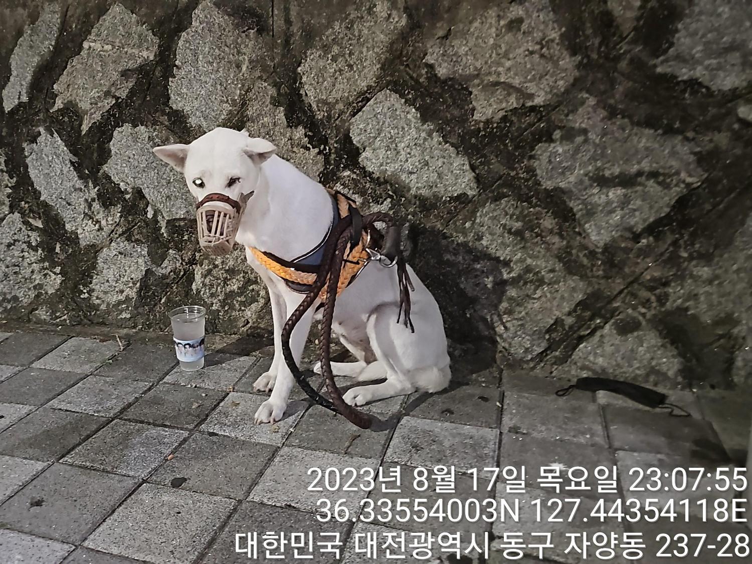 대전동물보호센터_430364202300278