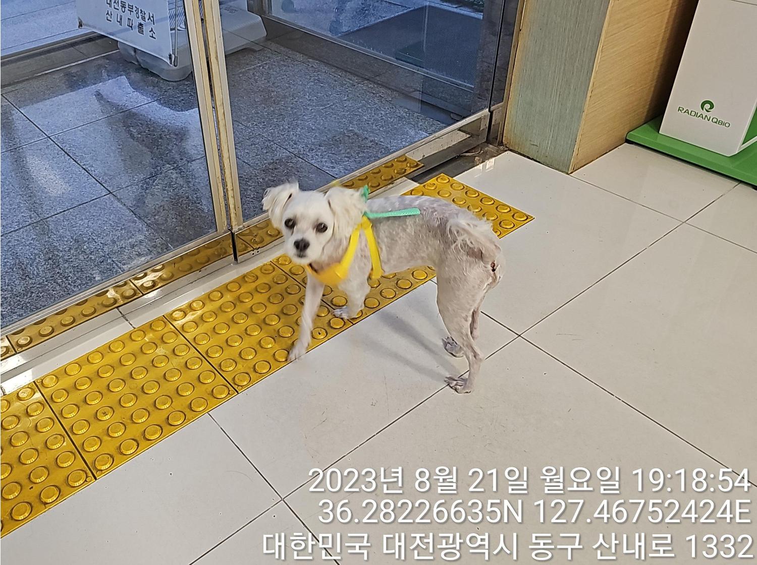 대전동물보호센터_430364202300282