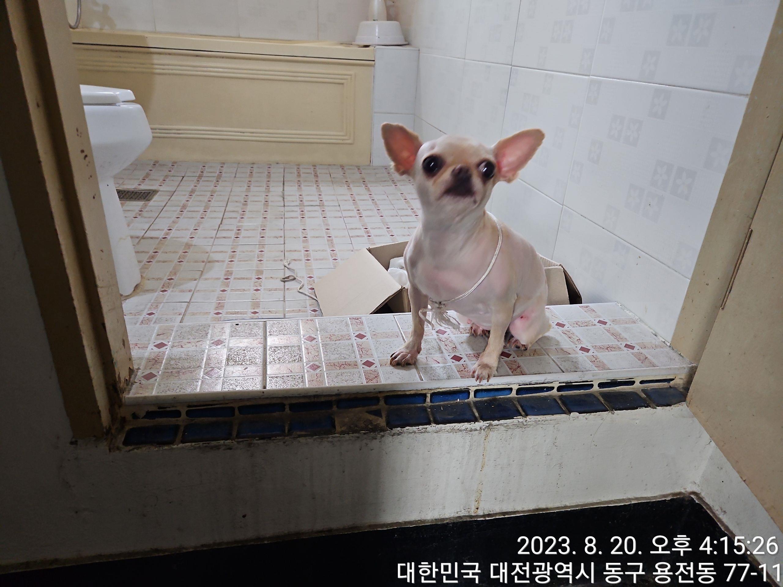 대전동물보호센터_430364202300280