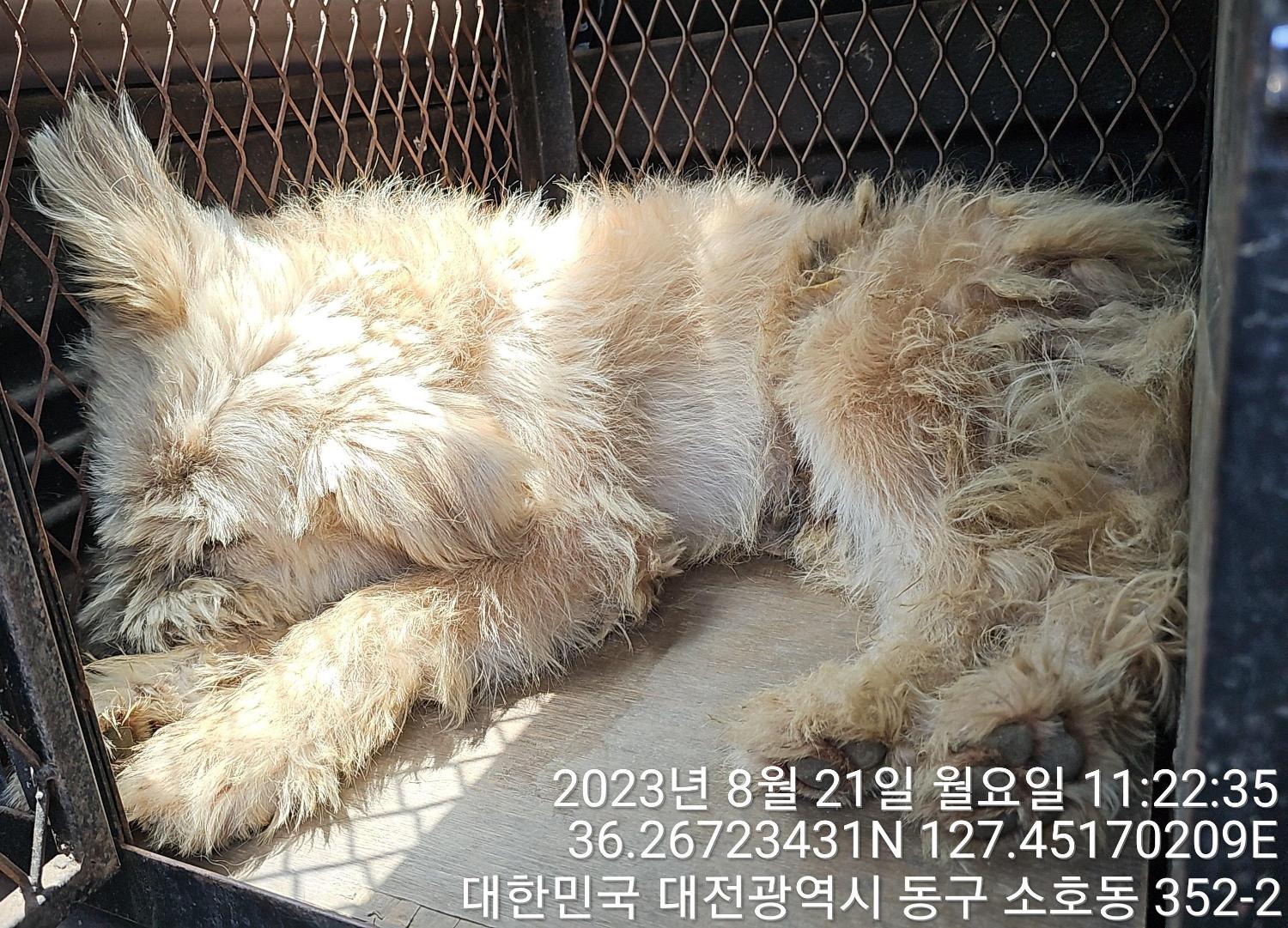 대전동물보호센터_430364202300281