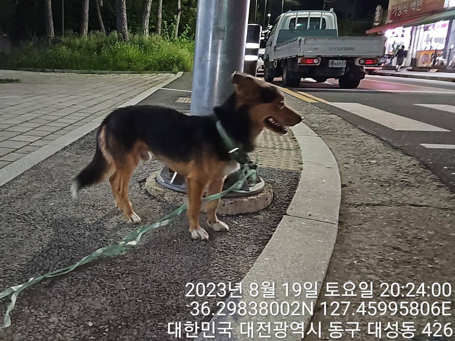 대전동물보호센터_430364202300279