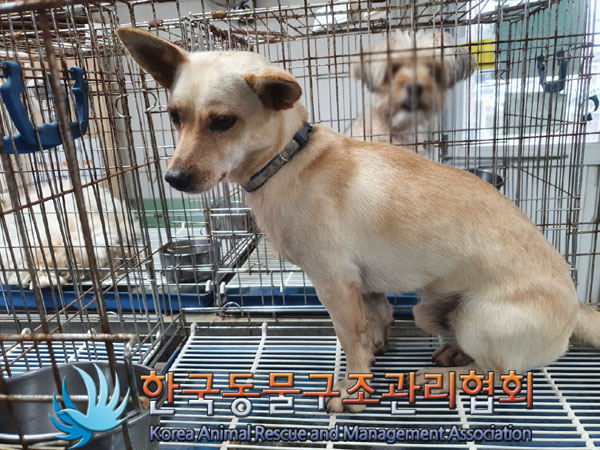 한국동물구조관리협회_441409202301343