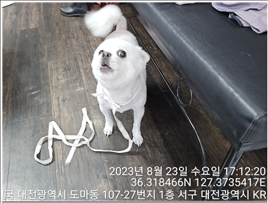 대전동물보호센터_430366202300505