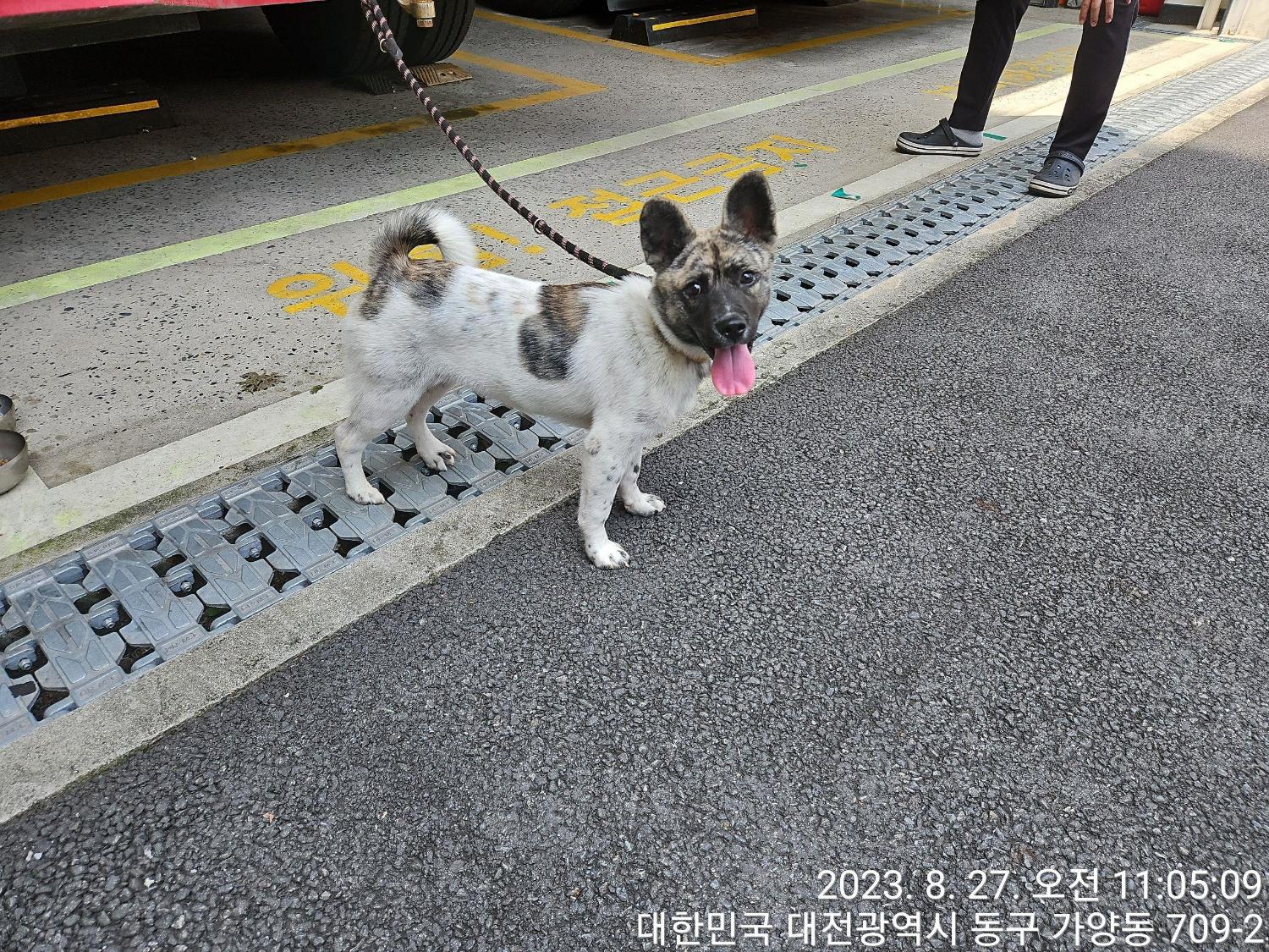 대전동물보호센터_430364202300289