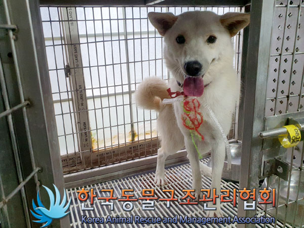 한국동물구조관리협회_411309202300351