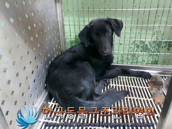한국동물구조관리협회_441409202301345