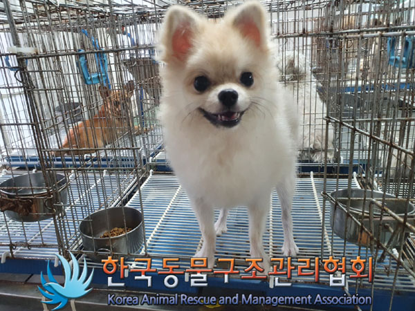 한국동물구조관리협회_411305202300425