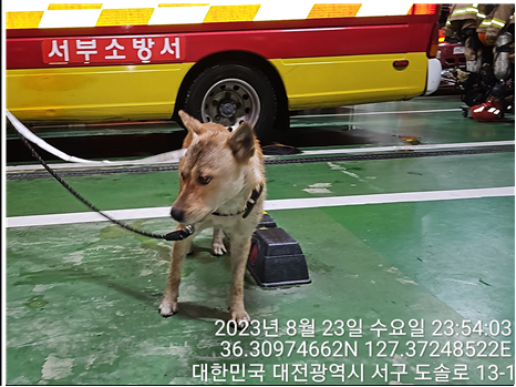 대전동물보호센터_430366202300506